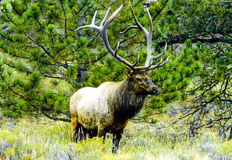 Bull Elk - Rocky Mountain National Park