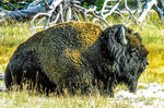 Buffalo - Yellowstone National Park