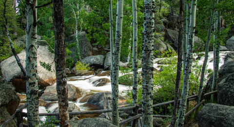 Rocky Mountain National Park - Stream with Birch Trees